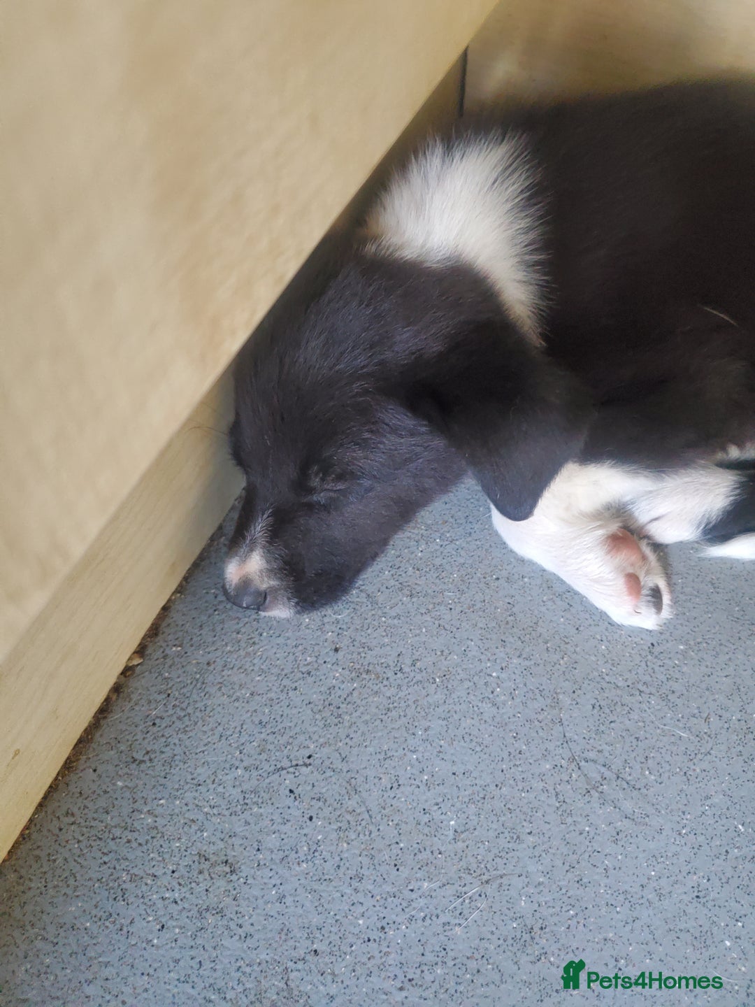Mixed Breed dogs for sale: Huntaway cross border collie pups - Image 3