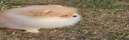 Pomeranian dogs for sale: Pom puppies - Advert 4