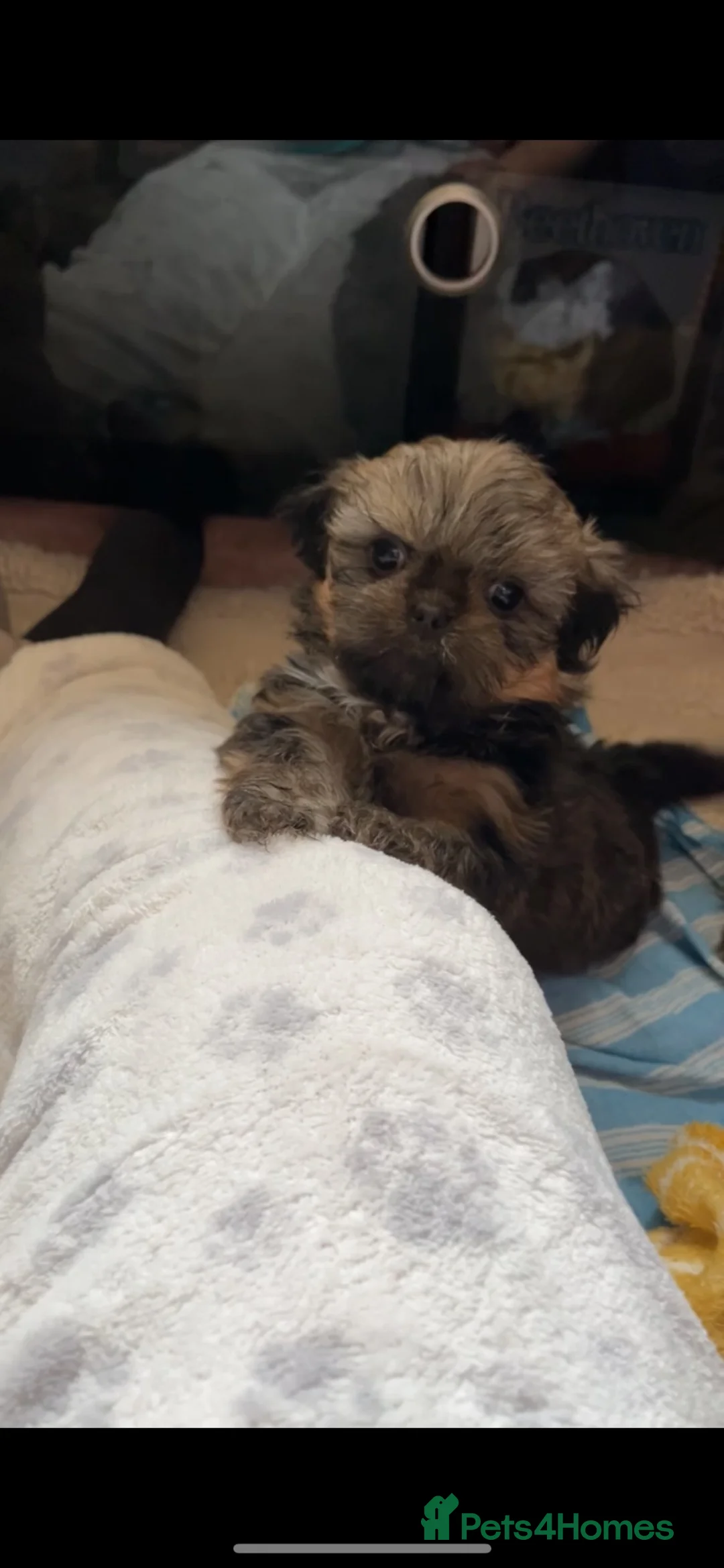 Shih Tzu dogs for sale: Beautiful litter for sale. - Advert 39