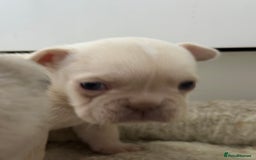 French Bulldog dogs for sale: French bulldog puppies  - Advert 21