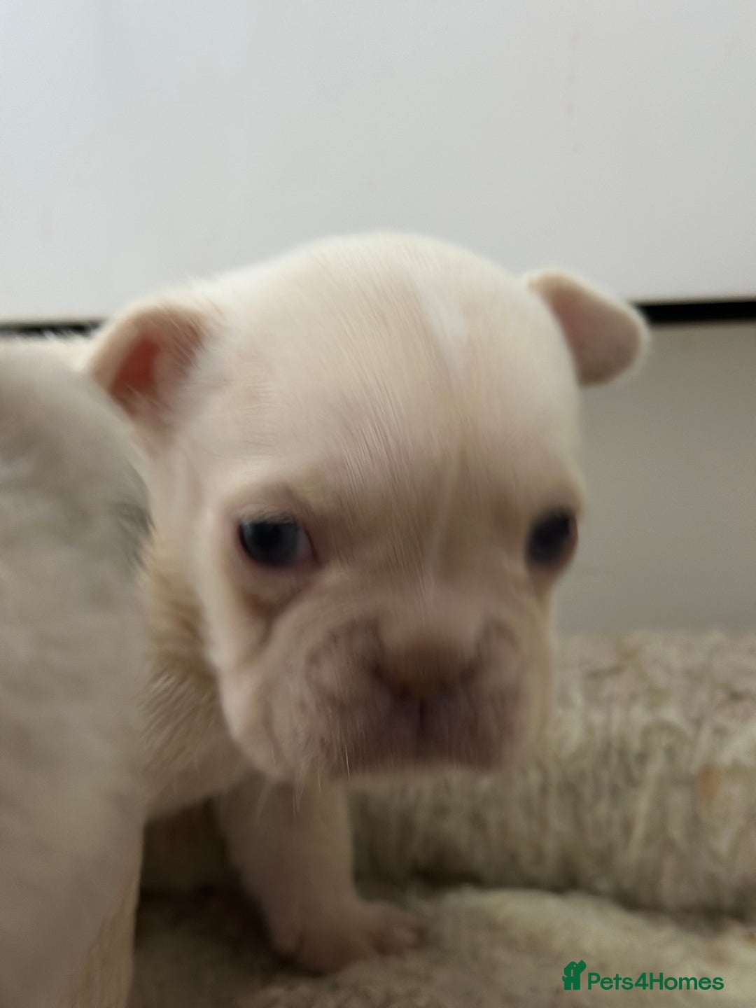 French Bulldog dogs for sale: French bulldog puppies  - Advert 21