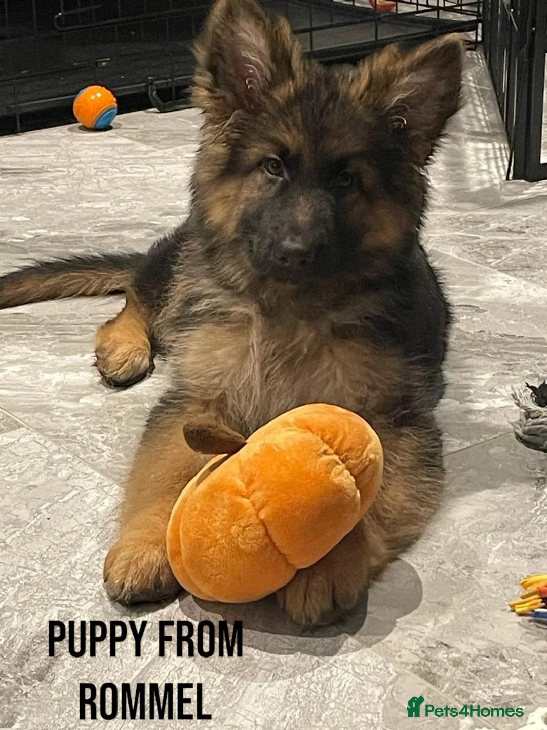 German Shepherd dogs for stud: KC REG FULLY HEALTH TESTED German Shepherd Stud in Macclesfield - Advert 22