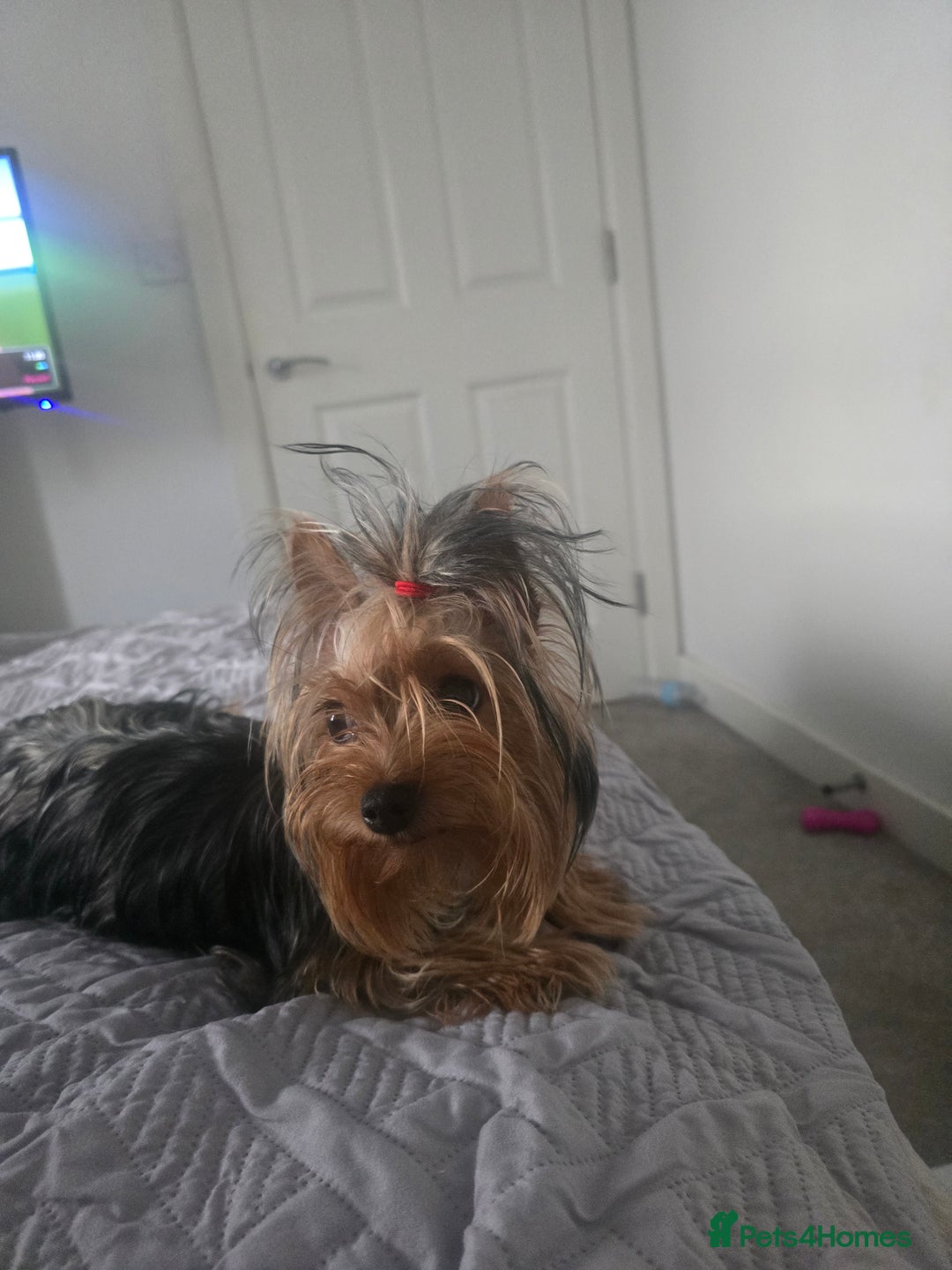 Yorkshire Terrier dogs for sale: Lovely yorkshire terrier puppies  - Advert 1