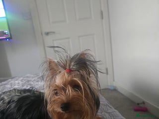 Yorkshire Terrier dogs Lovely yorkshire terrier puppies - Advert 1