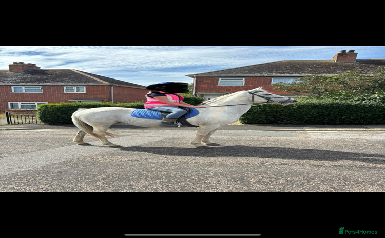 Other Breed horses - Advert 10