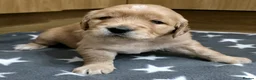 Golden Retriever dogs for sale: 5 Beautiful Golden Retriever's  - Advert 2