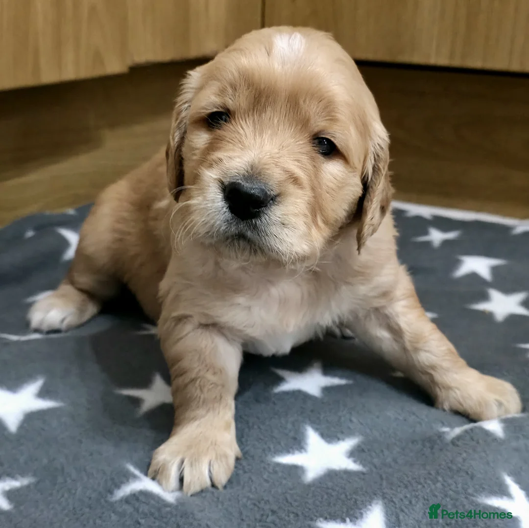 Golden Retriever dogs for sale: 5 Beautiful Golden Retriever's  - Advert 2