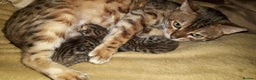 Bengal cats for sale: Beautiful Large & small Bengal kittens  - Advert 3