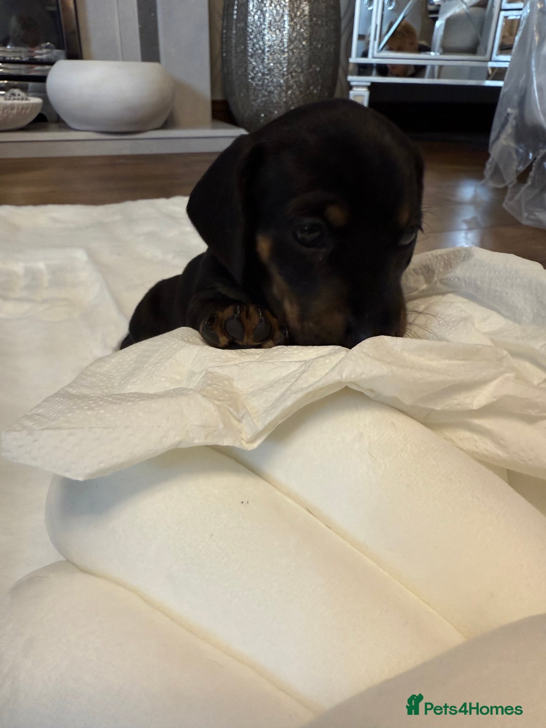 Dachshund dogs for sale: Dachshunds for sale   - Image 37