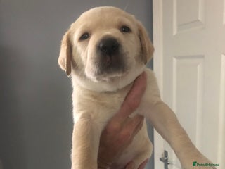 Labrador Retriever dogs Labrador pups - Advert 16