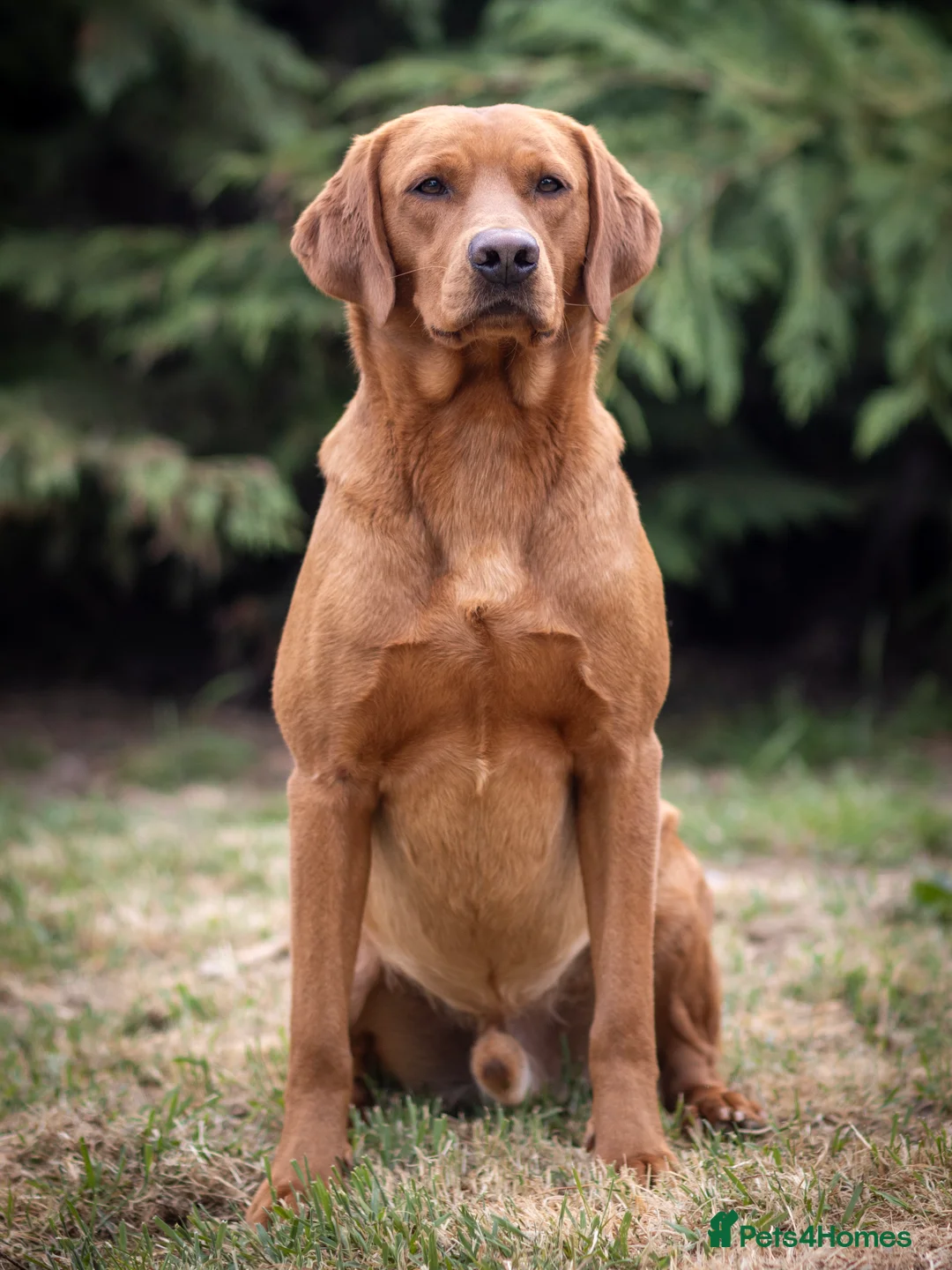 Labrador Retriever dogs for stud: Fox Red Labrador at Stud in Dunkeld - Advert 2