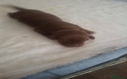 Dachshund dogs for sale: Puppies  - Image 10