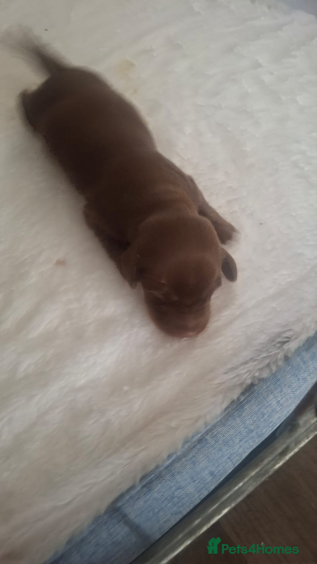 Dachshund dogs for sale: Puppies  - Image 10