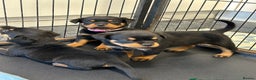 Rottweiler dogs for adoption: Rottweiler pups for sale, collection  - Advert 2