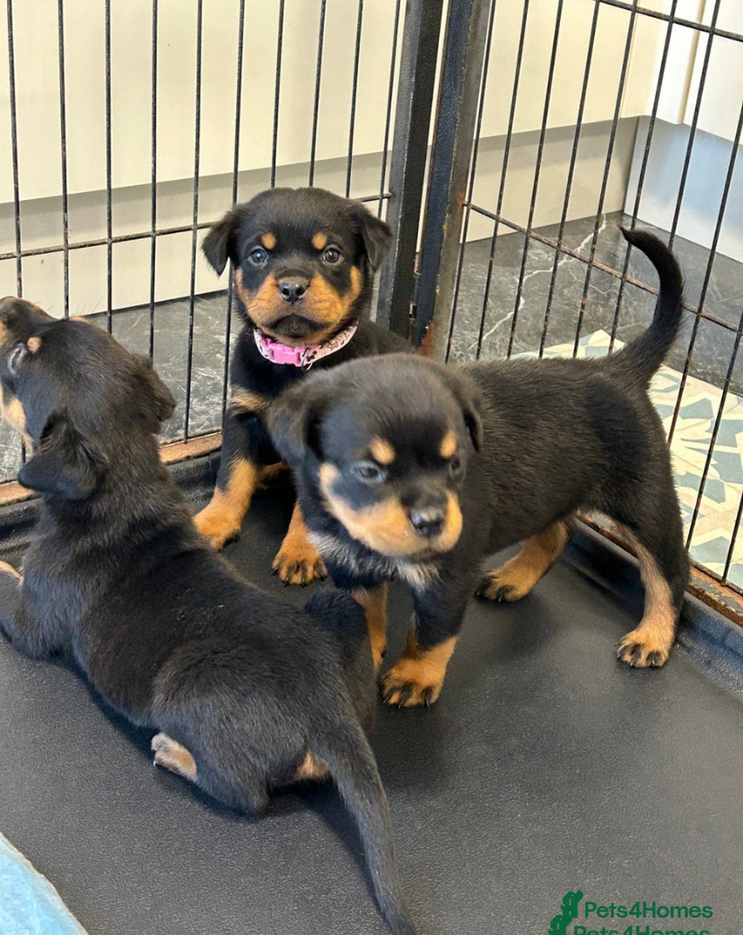 Rottweiler dogs for adoption: Rottweiler pups for sale, collection  - Advert 2