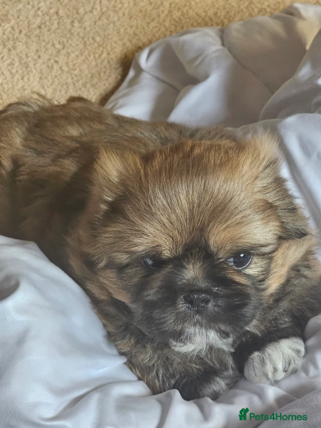 Shih Tzu dogs for sale: Shihtzu  - Advert 4