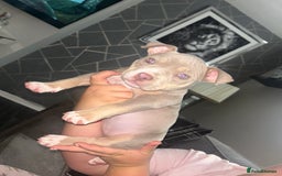 American Bully dogs for sale: Pocket bully female  - Image 2