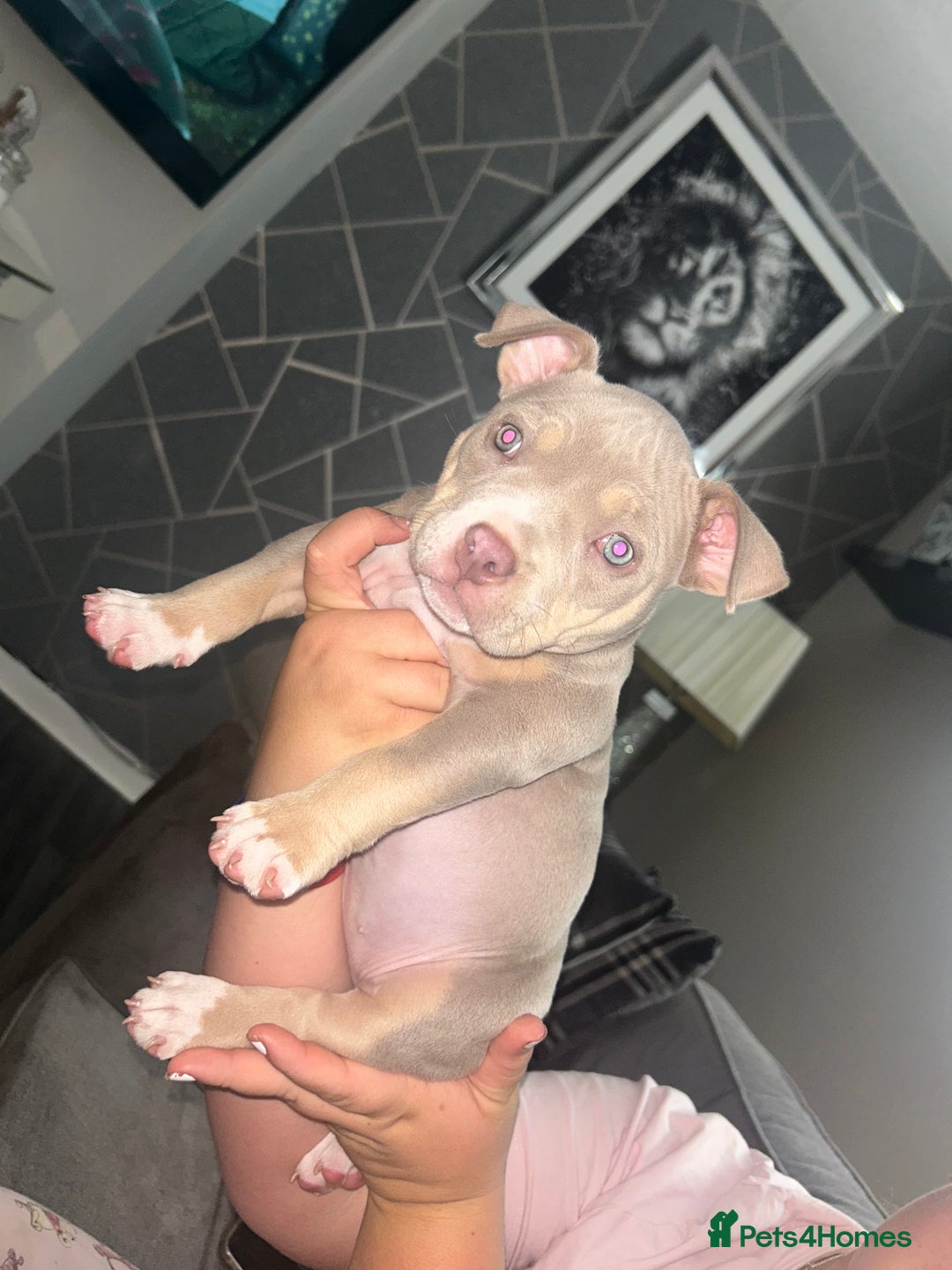 American Bully dogs for sale: Pocket bully female  - Image 2
