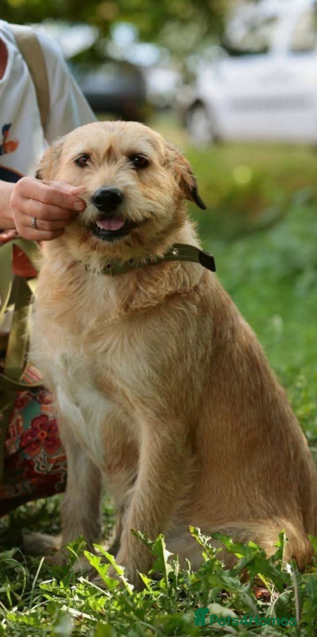 Mixed Breed dogs for adoption: 💖🐶 DUNA 🐶💖 - Advert 20