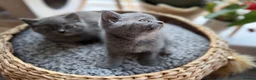 British Shorthair cats for sale: Beautiful British Shorthair Kittens  in Ilford - Advert 19