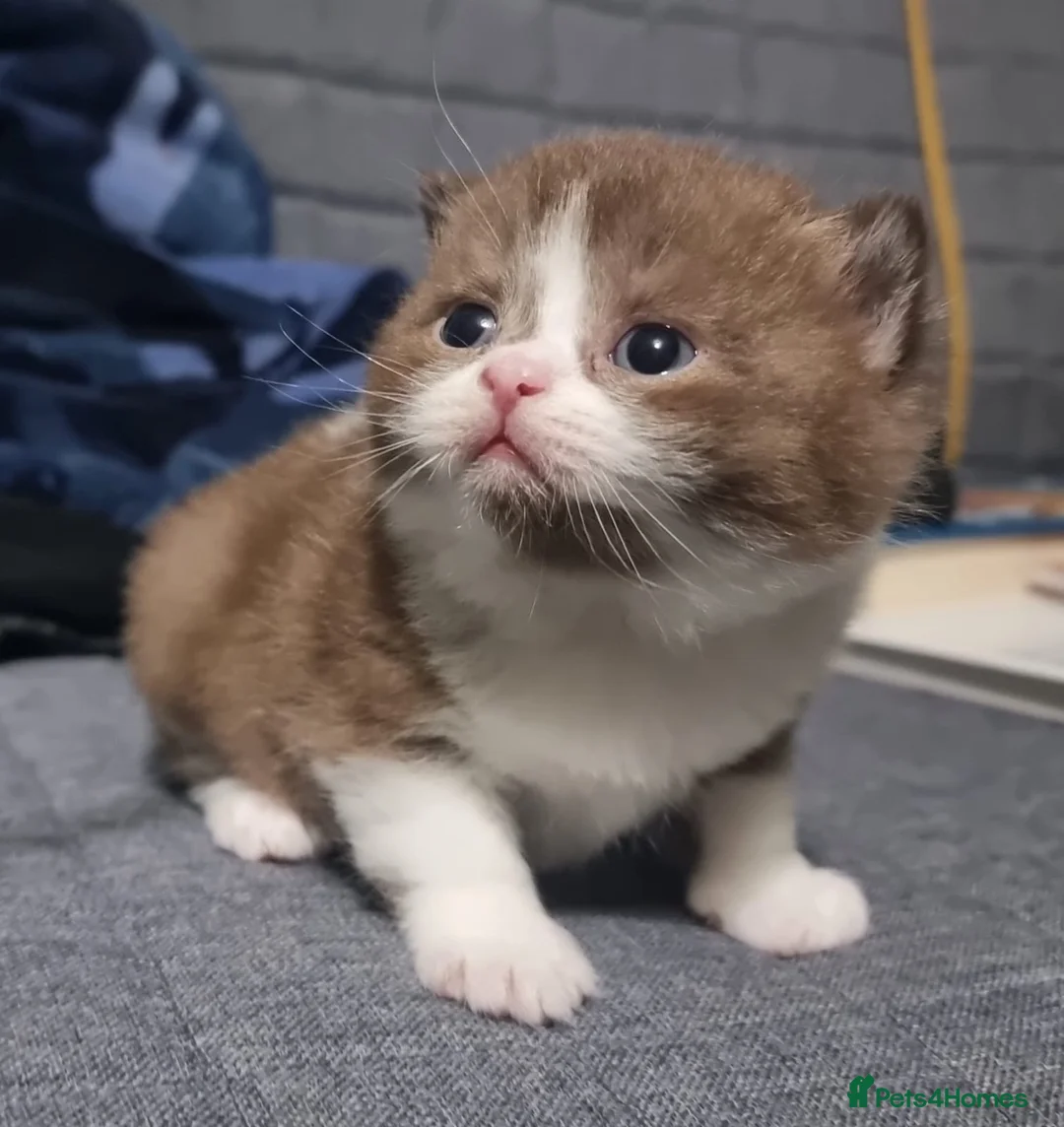 British Shorthair cats for sale: Pedigree Registered British Shorthair kittens   - Advert 7