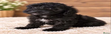 Cockapoo 4