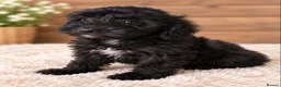 Cockapoo dogs for sale: STUNNING COCKAPOO PUPPIES - Advert 4