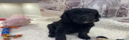 Goldendoodle dogs for sale: Gorgeous Goldendoodle puppies - Advert 11