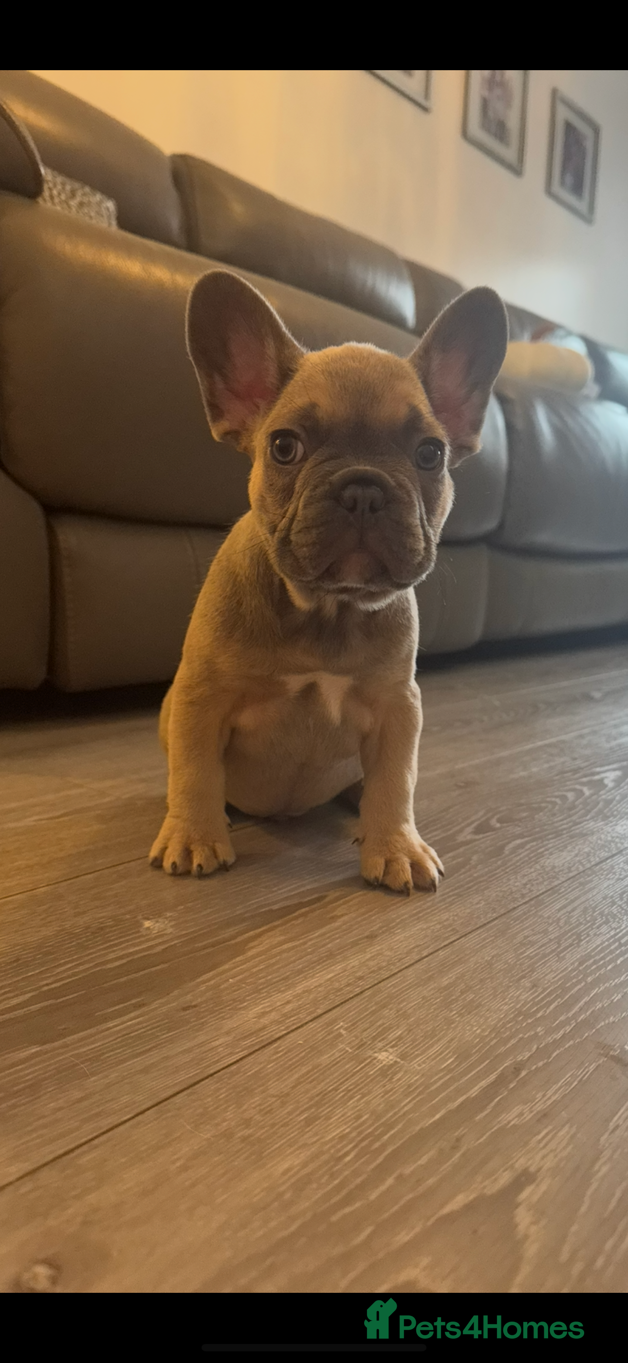 French Bulldog dogs blue fawn male - Advert 11