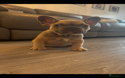 French Bulldog dogs for sale: blue fawn male - Image 1