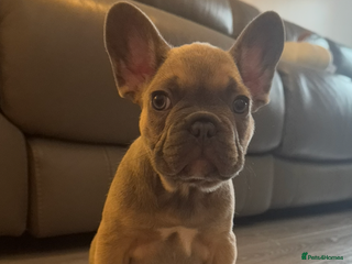 French Bulldog dogs - Advert 2