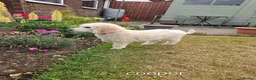 Standard Poodle dogs for sale: 💙Ready Now💙KC Registered Standard Poodle Boys 💙 - Advert 12