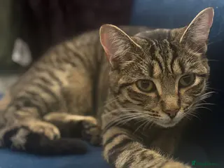 Mixed Breed cats Kitten looking for new home - Advert 2