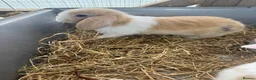 Mini Lop rabbits for sale: pure breed minilop rabbit's  - Advert 2
