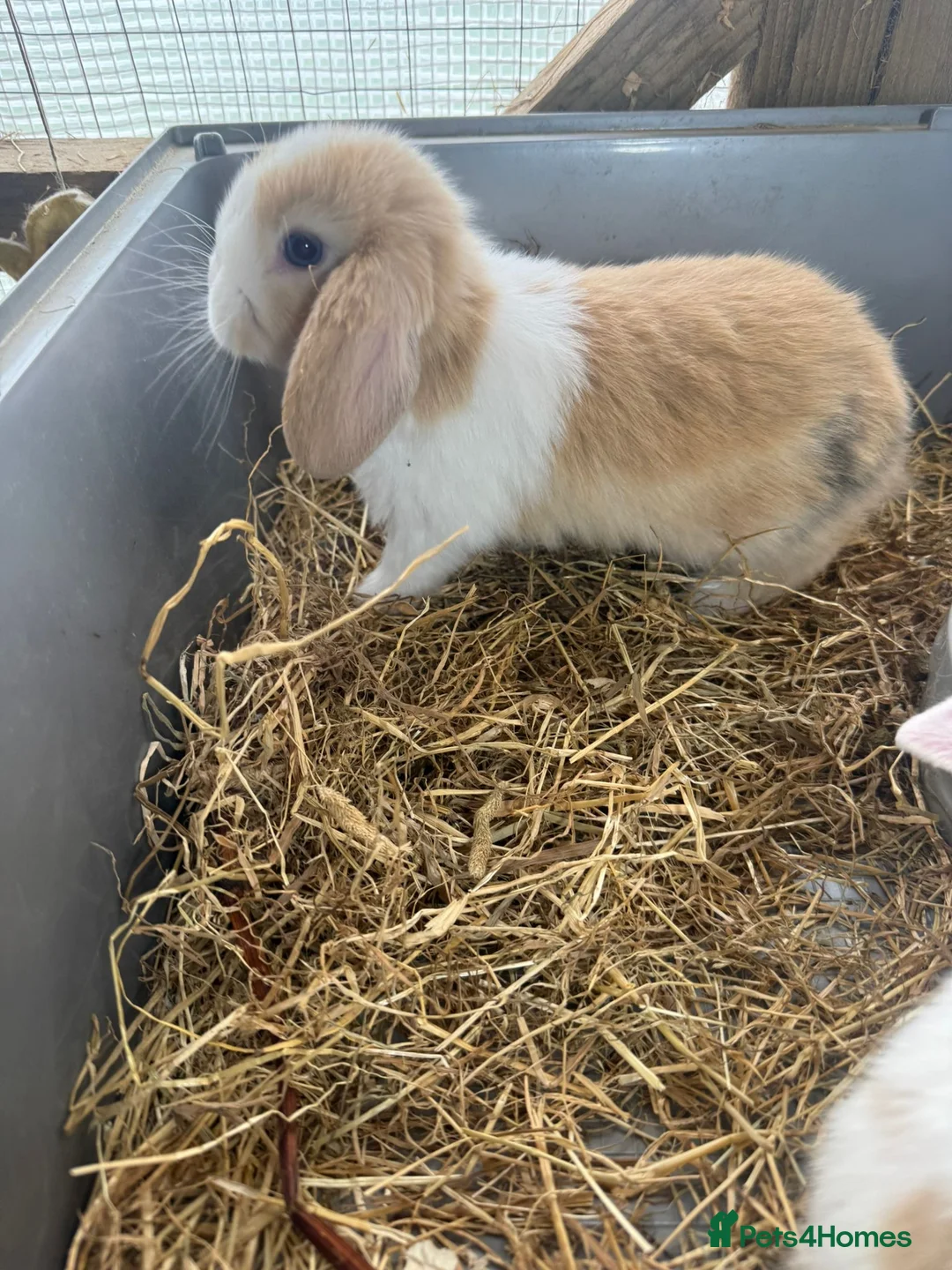 Mini Lop rabbits for sale: pure breed minilop rabbit's  - Advert 2