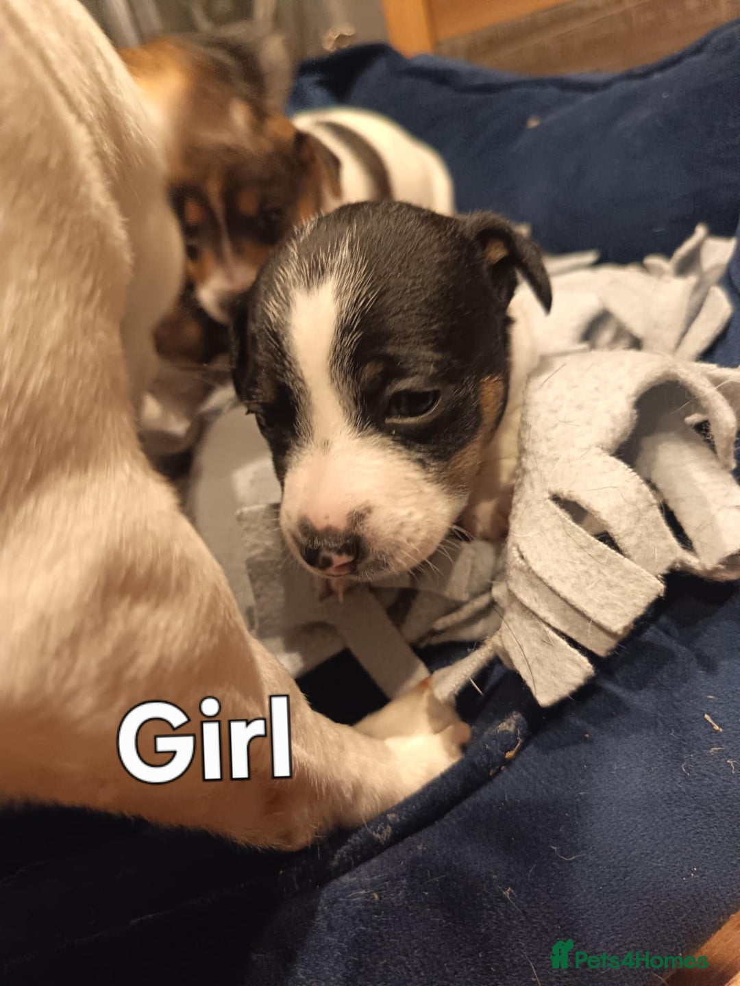 Jack Russell dogs for sale: Jack russle pups for sale - Advert 8