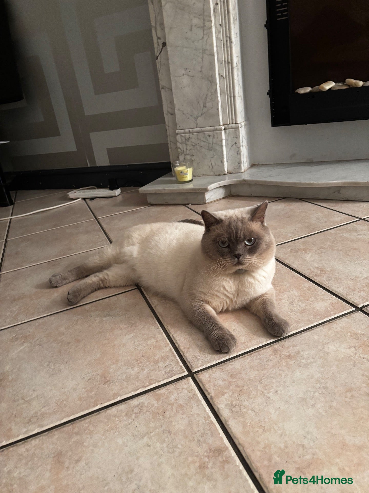 British Shorthair cats for sale: British shorthair male  - Advert 2