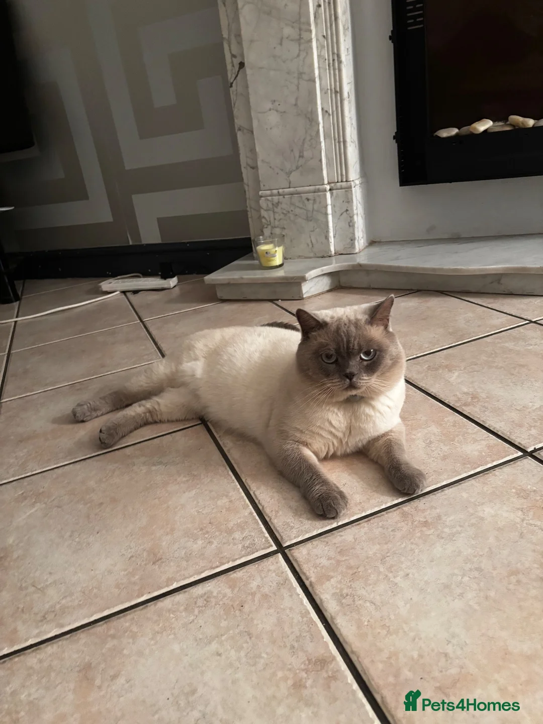 British Shorthair cats for sale: British shorthair male  - Advert 1