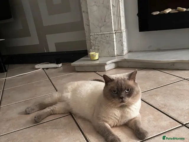 British Shorthair cats for sale: British shorthair male - Advert 16