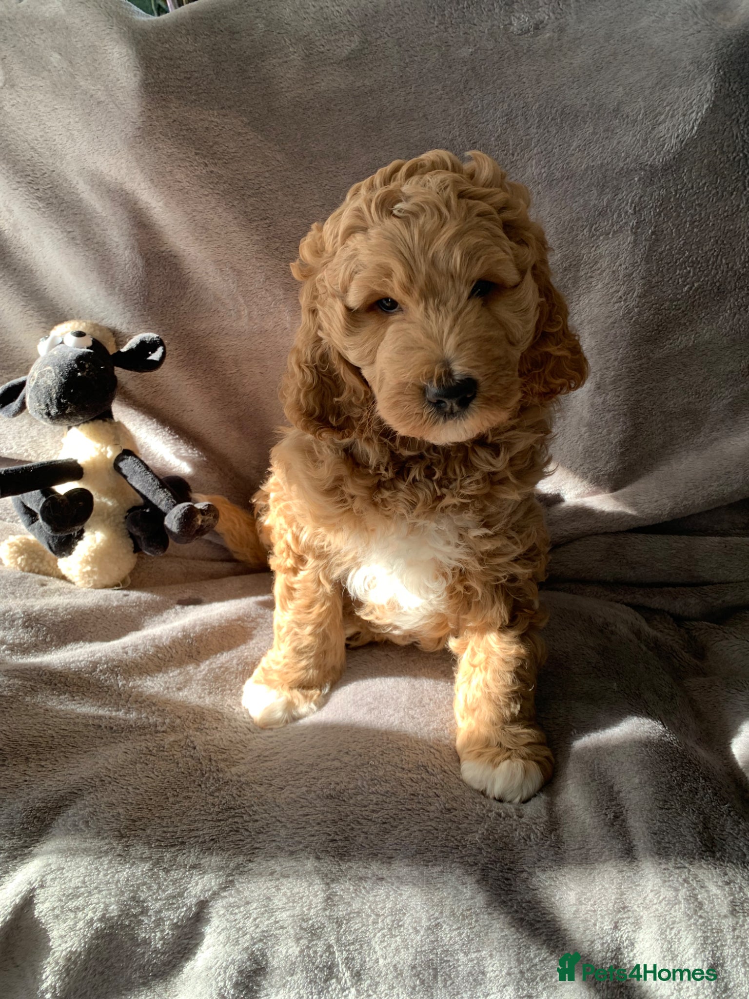 Goldendoodle dogs Goldendoodle/double doodle - Uno - ready soon.  - Advert 7