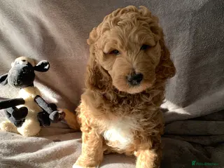 Goldendoodle dogs Goldendoodle/double doodle - Uno - ready soon. - Advert 12