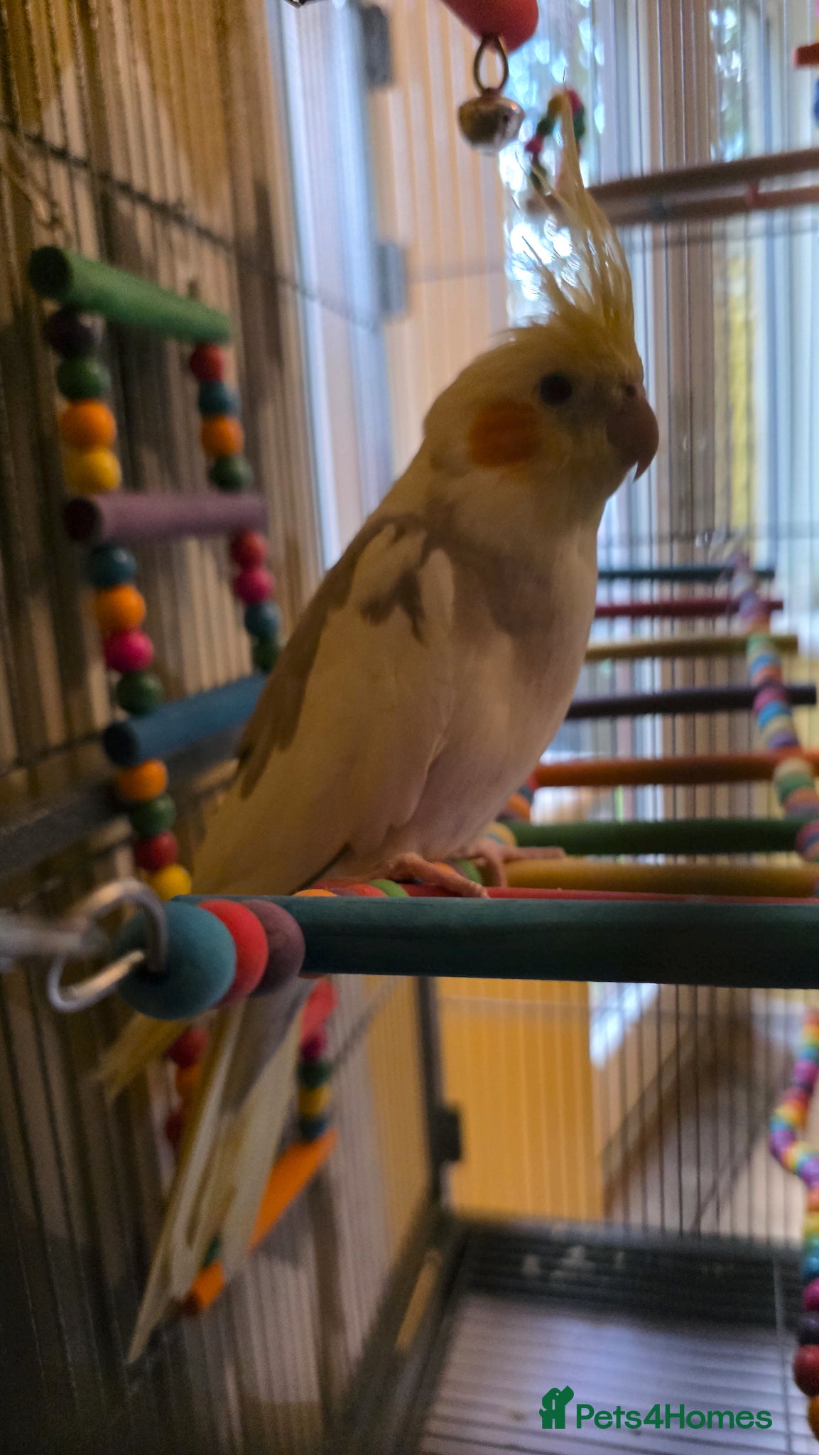 Cockatiels birds Stunning Pied Cockatiel Born January, Breeder Bred - Advert 2
