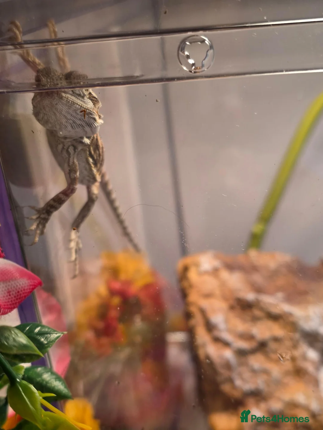 Bearded Dragon reptiles for sale: Baby bearded dragon no enclosure  - Advert 5