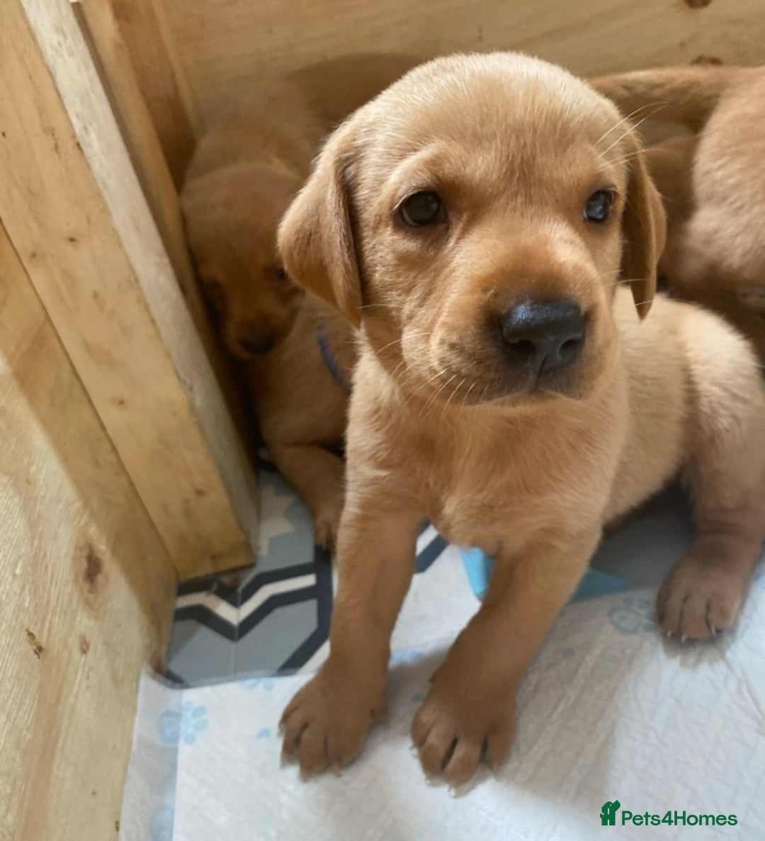 Labrador Retriever dogs for sale: KC Fox Red Labradors  - Image 5