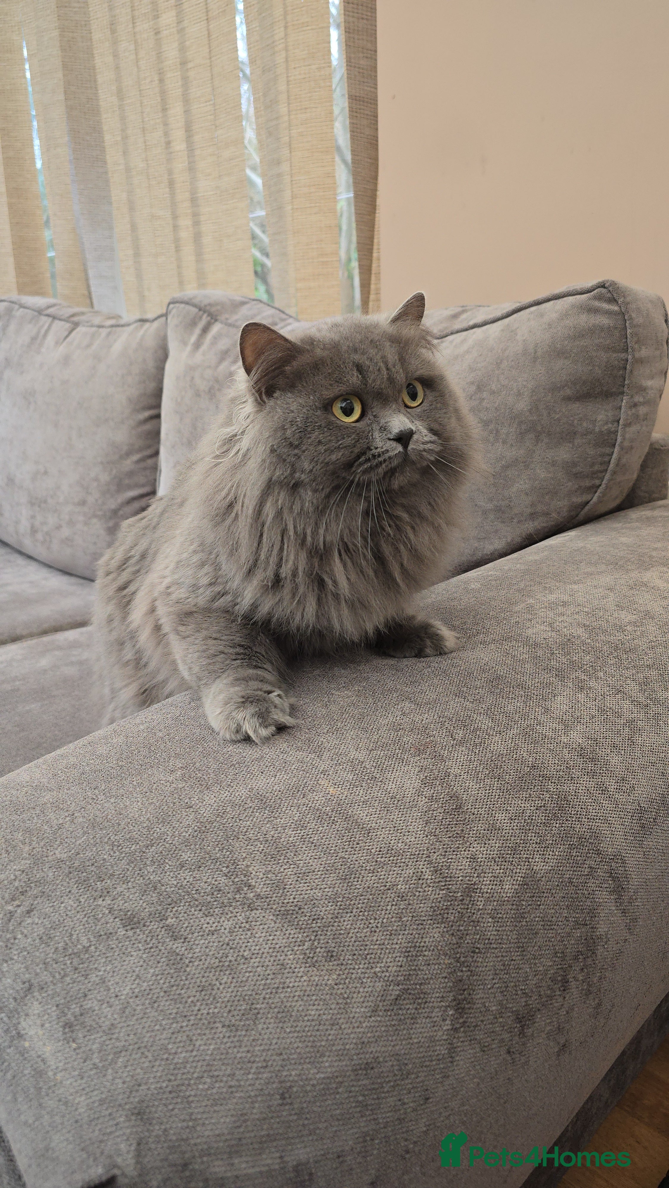 British Longhair cats Beautiful British Longhair Cat  - Advert 1