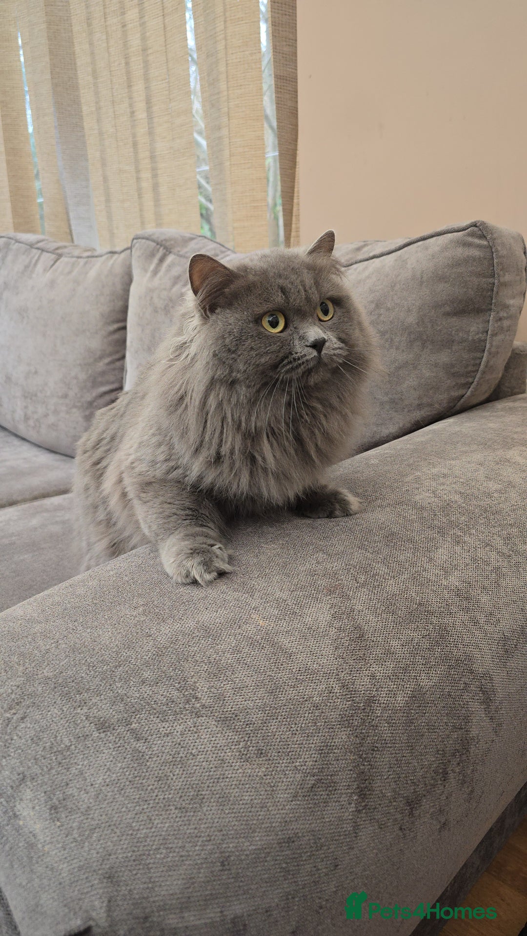 British Longhair cats for sale: Beautiful British Longhair Cat  - Advert 1