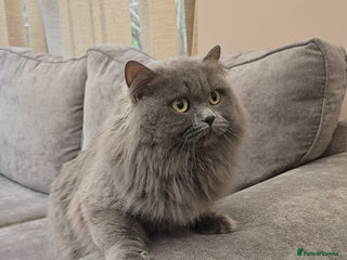 British Longhair cats Beautiful British Longhair Cat - Advert 1