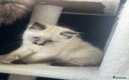 Ragdoll cats for sale: Ragdoll mix kittens (Only 1 Boy Left) - Image 7