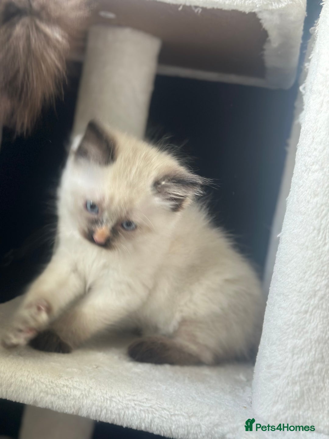 Ragdoll cats for sale: Ragdoll mix kittens (Only 1 Boy Left) - Image 7