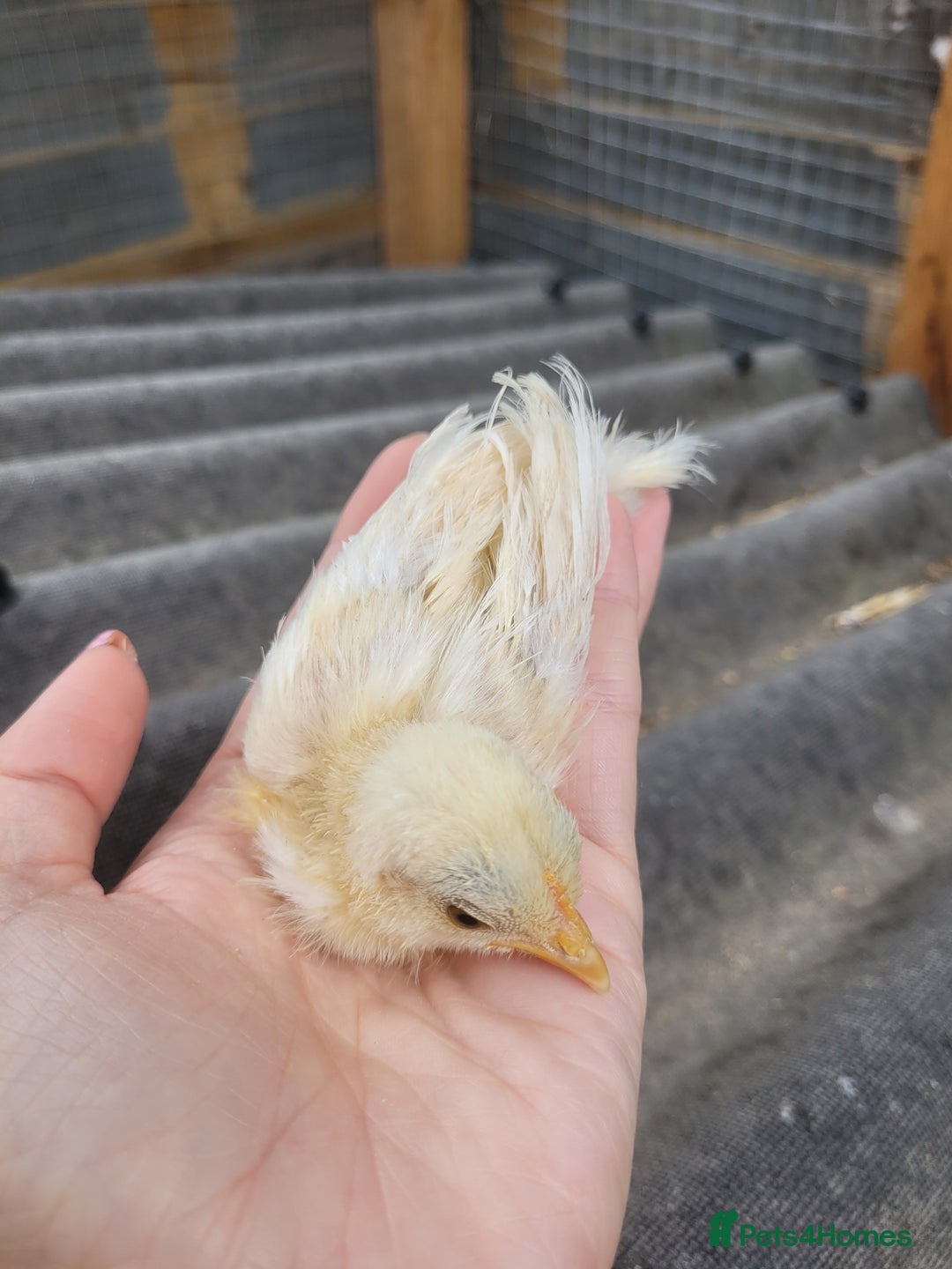 Chickens poultry for sale: Pure Serama Chick Pairs – Silkie Feather Type  - Image 4